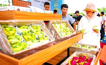 乐东县热带特色农产品深受帐篷节宾客的喜爱