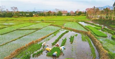 昌江排岸村村民加紧进行早稻种植