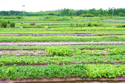 昌江：20个常年蔬菜基地确保疫情防控期间蔬菜生产保供