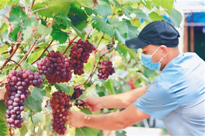 昌江：有机葡萄“甜蜜”上市，多个葡萄品种试种成功 