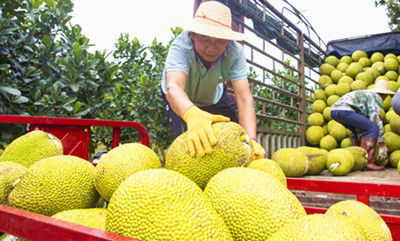 儋州大成镇西华居红伟队300多亩泰国8号菠萝蜜迎来丰收